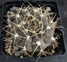 Load image into Gallery viewer, Gymnocalycium piricarpum