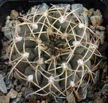 Load image into Gallery viewer, Gymnocalycium piricarpum
