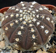 Load image into Gallery viewer, Gymnocalycium ragonesei