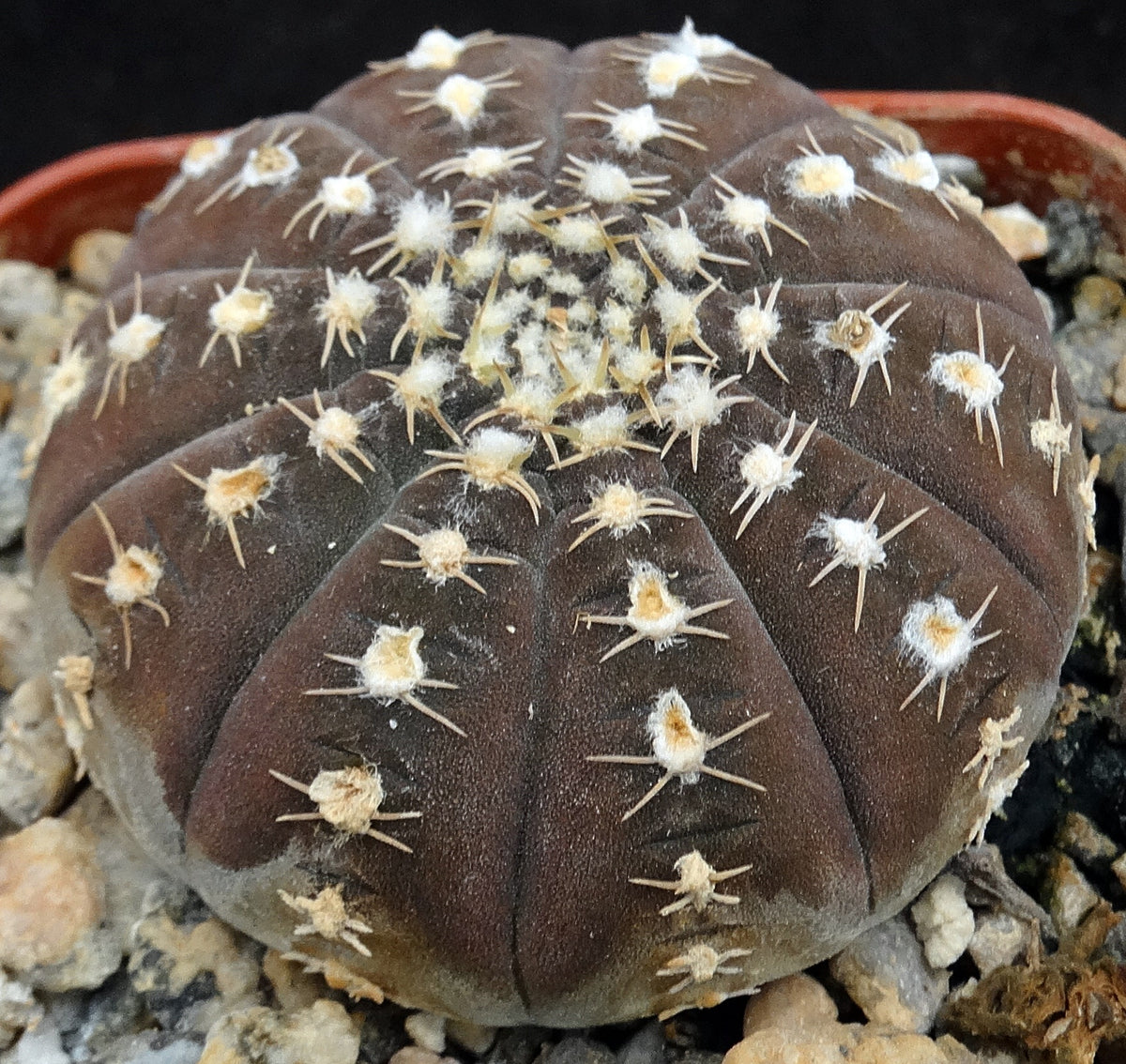 Gymnocalycium ragonesei