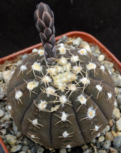 Load image into Gallery viewer, Gymnocalycium ragonesei