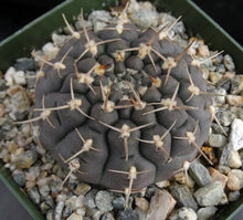 Load image into Gallery viewer, Gymnocalycium schroederianum