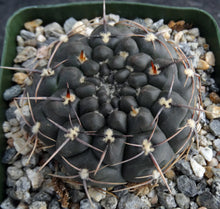 Load image into Gallery viewer, Gymnocalycium schroederianum
