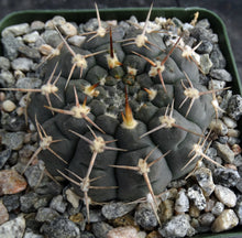 Load image into Gallery viewer, Gymnocalycium schroederianum