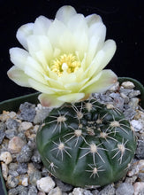 Load image into Gallery viewer, Gymnocalycium schatzlianum