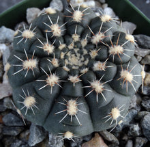 Load image into Gallery viewer, Gymnocalycium schatzlianum