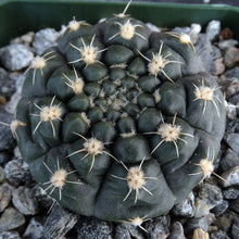 Load image into Gallery viewer, Gymnocalycium schatzlianum