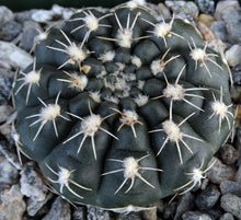 Load image into Gallery viewer, Gymnocalycium schatzlianum