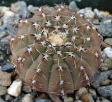 Load image into Gallery viewer, Gymnocalycium occultum