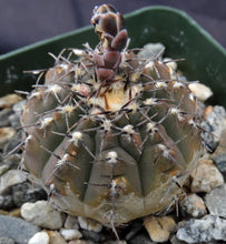Load image into Gallery viewer, Gymnocalycium occultum