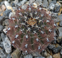 Load image into Gallery viewer, Gymnocalycium occultum