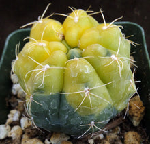 Load image into Gallery viewer, Gymnocalycium lukaskii 'variegata' Variegated