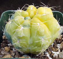 Load image into Gallery viewer, Gymnocalycium lukaskii 'variegata' Variegated