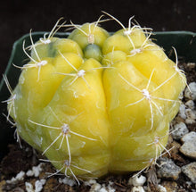 Load image into Gallery viewer, Gymnocalycium lukaskii 'variegata' Variegated