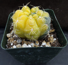 Load image into Gallery viewer, Gymnocalycium lukaskii 'variegata' Variegated