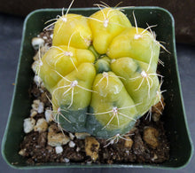 Load image into Gallery viewer, Gymnocalycium lukaskii 'variegata' Variegated