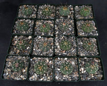 Load image into Gallery viewer, Gymnocalycium vatteri