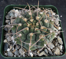 Load image into Gallery viewer, Gymnocalycium vatteri