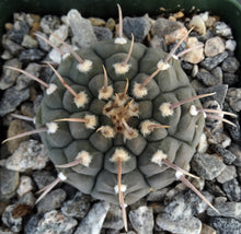 Load image into Gallery viewer, Gymnocalycium vatteri