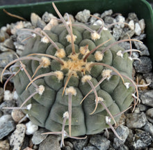 Load image into Gallery viewer, Gymnocalycium vatteri