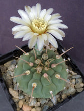 Load image into Gallery viewer, Gymnocalycium vatteri