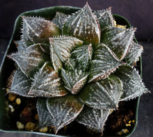 Load image into Gallery viewer, Haworthia x 'Musin' *Korean Hybrid*