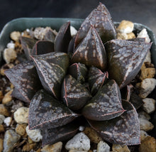 Load image into Gallery viewer, Haworthia cv. 'Atrox' Korean Hybrid