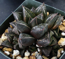 Load image into Gallery viewer, Haworthia cv. 'Atrox' Korean Hybrid