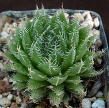 Load image into Gallery viewer, Haworthia arachnoidea