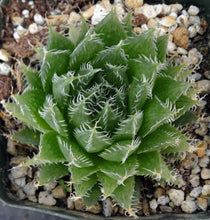 Load image into Gallery viewer, Haworthia arachnoidea