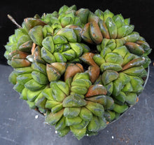 Load image into Gallery viewer, Haworthia cuspidata Big Plant!