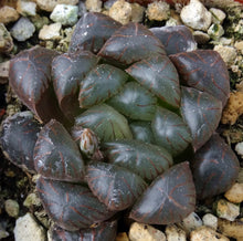 Load image into Gallery viewer, Haworthia obtusa 'Dodson'