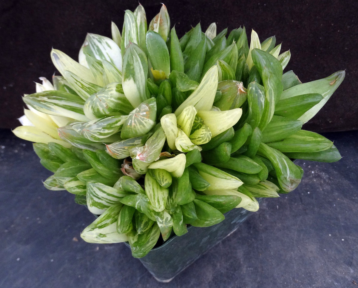 haworthia cymbiformis variegata Haworthia cymbiformis 'variegata' Big clump! Variegated – Kyle's Plants