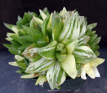 Load image into Gallery viewer, Haworthia cymbiformis 'variegata' Big clump! Variegated