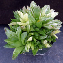 Load image into Gallery viewer, Haworthia cymbiformis 'variegata' Big clump! Variegated