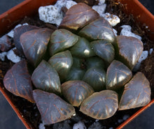 Load image into Gallery viewer, Haworthia obtusa 'Dodson'
