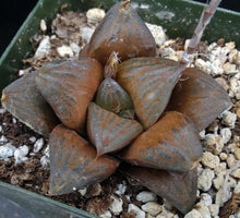 Load image into Gallery viewer, Haworthia 'Desert Iron'