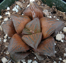 Load image into Gallery viewer, Haworthia 'Desert Iron'