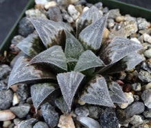 Load image into Gallery viewer, Haworthia emelyae *Big Clumps*