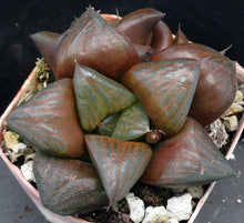 Load image into Gallery viewer, Haworthia 'Desert Iron'
