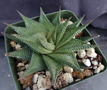 Load image into Gallery viewer, Haworthia limifolia