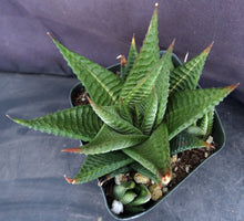 Load image into Gallery viewer, Haworthia limifolia 'variegata' Lightly Variegated