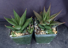 Load image into Gallery viewer, Haworthia limifolia 'variegata' Lightly Variegated
