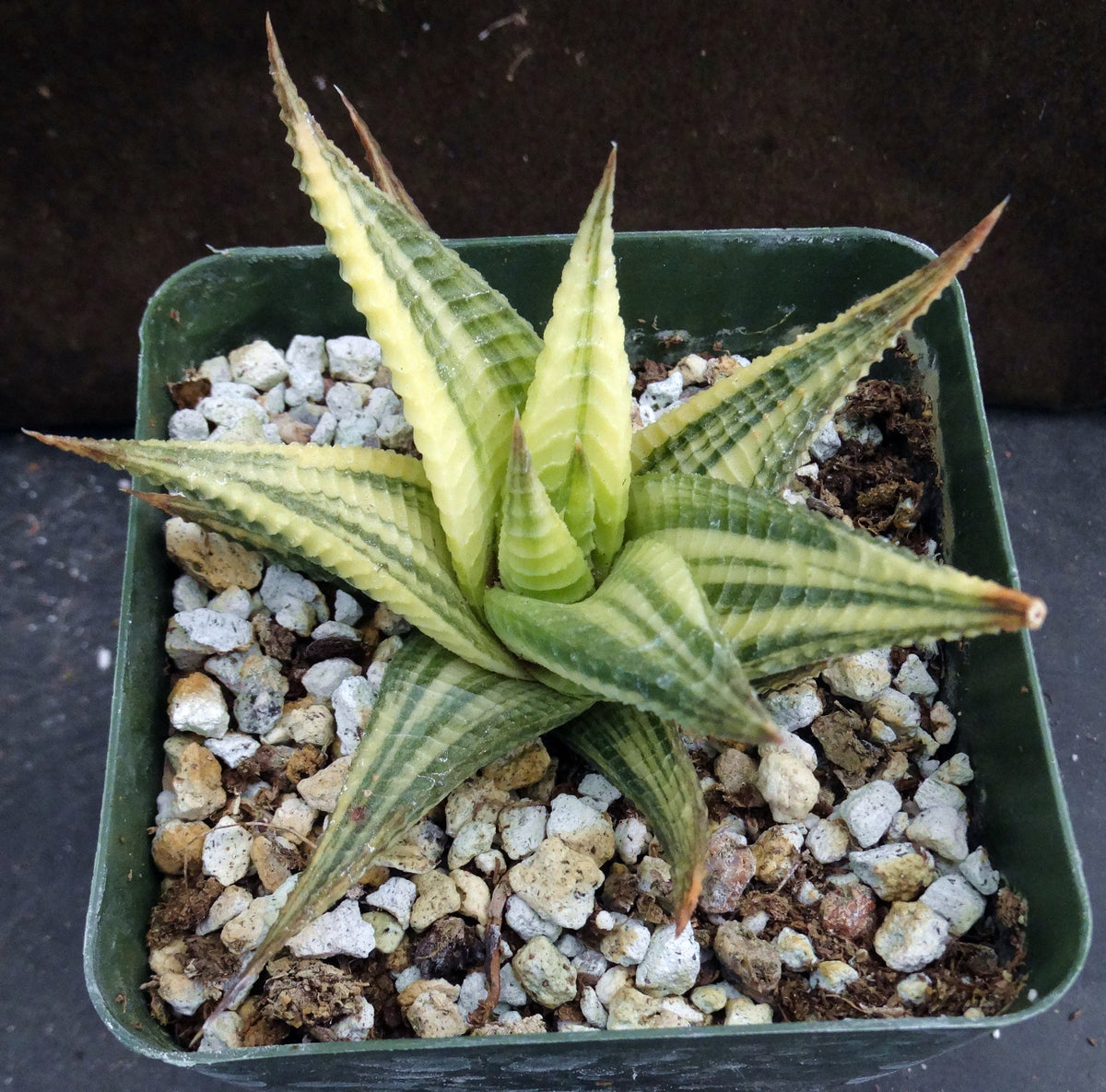 Haworthia limifolia 'variegata' Variegated (C) – Kyle's Plants