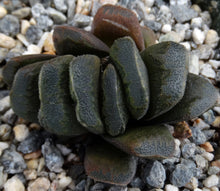Load image into Gallery viewer, Haworthia truncata x maughanii