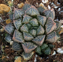 Load image into Gallery viewer, Haworthia 'Mirrorball'