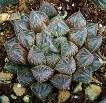 Load image into Gallery viewer, Haworthia 'Mirrorball'