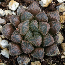 Load image into Gallery viewer, Haworthia 'Mirrorball'