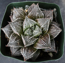 Load image into Gallery viewer, Haworthia x 'Musin' *Korean Hybrid*