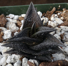 Load image into Gallery viewer, Haworthia nigra *Black Leaves*